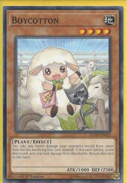 FLOD-EN035 Boycotton – Common