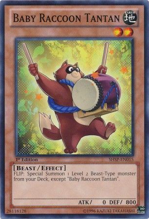SHSP-EN015 - Baby Raccoon Tantan - Common