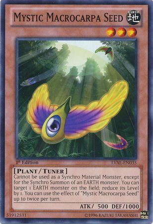 kduy LVAL-EN035 Mystic Macrocarpa Seed - Common